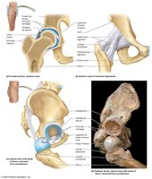 Detailed anatomical structure of the hip joint