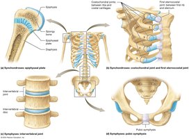Examples of amphiarthrosis joints: synchondroses and symphyses