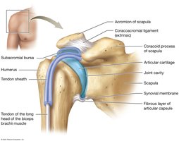 Supportive structures of a synovial joint