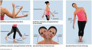 Angular movements: flexion and extension