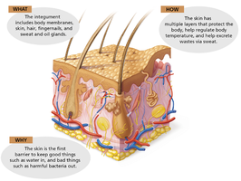 Structure and functions of the integument