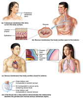 Types of body membranes: cutaneous, mucous, serous