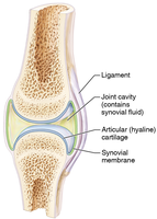 Synovial membrane in a joint