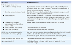 Table of skin functions and mechanisms