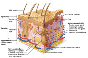 Labeled cross-section of skin with appendages