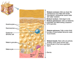 Microscopic view of skin layers