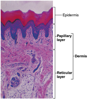 Epidermal layers and cell types