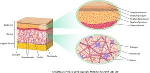 Epidermal and dermal structure with connective tissue