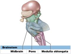 Brainstem: Midbrain, Pons, Medulla oblongata