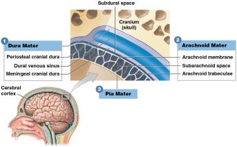 Cranial meninges: Dura mater, Arachnoid mater, Pia mater