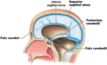 Dural folds: Falx cerebri, Tentorium cerebelli, Falx cerebelli