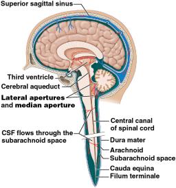 Choroid plexus: CSF production and waste removal