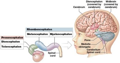 Brain vesicle development and adult brain regions