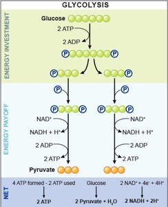 Diagram of glycolysis showing energy investment and energy payoff phases