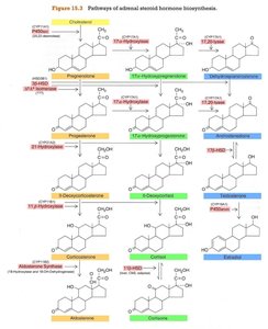 Steroid hormone biosynthesis pathways