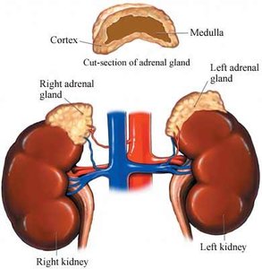 Anatomical location of adrenal glands above kidneys