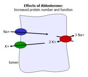 Aldosterone effects on sodium and potassium transport in kidney tubule