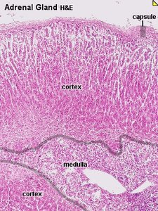 Histological section of adrenal gland showing capsule, cortex, and medulla