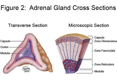 Adrenal gland cross sections: transverse and microscopic, showing capsule, cortex, and medulla