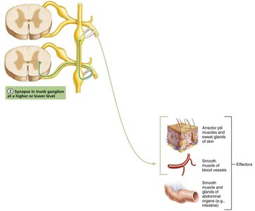 Three pathways of sympathetic innervation