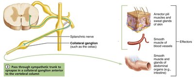 Three pathways of sympathetic innervation
