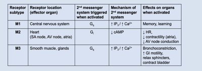 Receptors in the Parasympathetic Division of the ANS