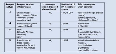 Receptors in the Sympathetic Division of the ANS