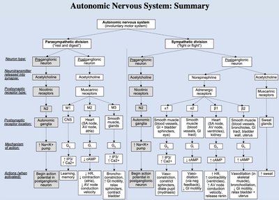 Autonomic Nervous System: Summary