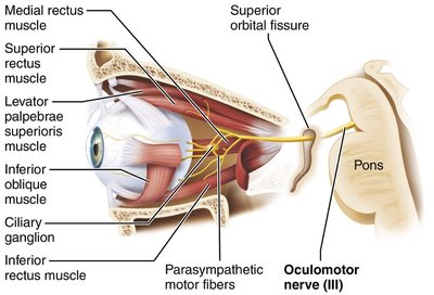Parasympathetic and sympathetic effects on the pupil
