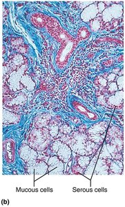 Histology of salivary glands: serous and mucous cells