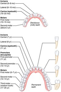 Human dentition: deciduous and permanent teeth