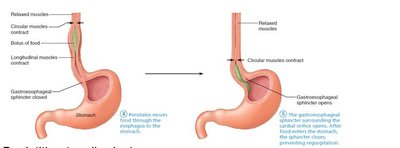 Swallowing: movement of bolus through esophagus