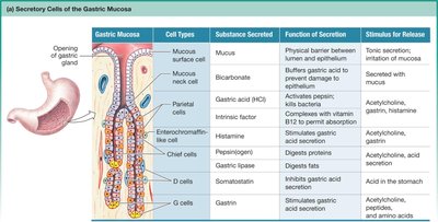 Secretory cells of the gastric mucosa