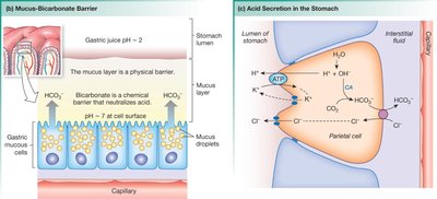 Mucus-bicarbonate barrier and acid secretion in the stomach