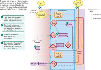 Integration of cephalic and gastric phase secretion