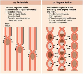 Peristalsis and segmentation in the alimentary canal