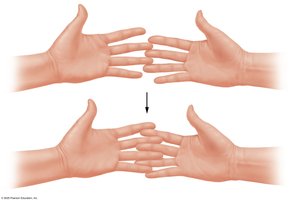 Sliding-filament mechanism using hands as analogy