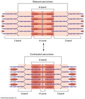 Relaxed and contracted sarcomere