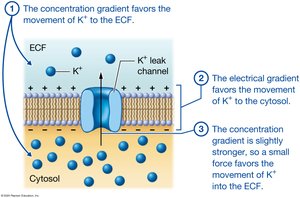 Potassium ion movement and gradients