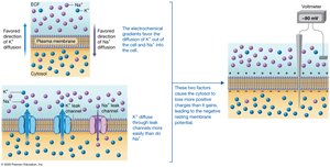 Electrochemical gradients and membrane potential