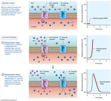 Depolarization and repolarization during action potential