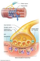Neuromuscular junction structure