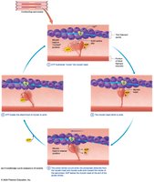 Myosin head binding to actin