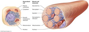Structure of a muscle cell compared to a generalized cell