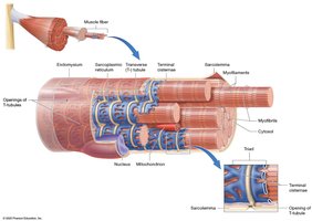 Skeletal muscle fiber structure with T-tubules and triads