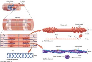 Thick, thin, and elastic filaments of the myofibril