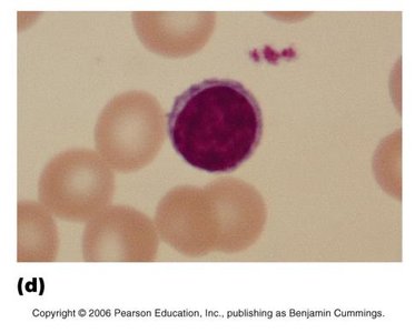 Lymphocyte under microscope