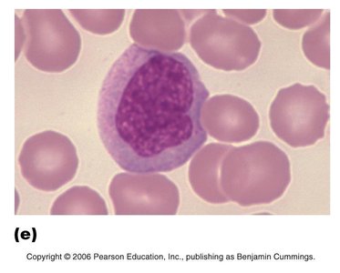 Monocyte under microscope