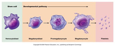 Developmental pathway of platelets from stem cell to platelets