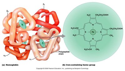 Hemoglobin structure and iron-containing heme group